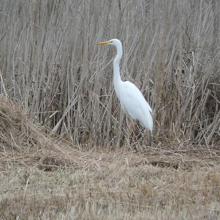 B&B De Zilverreiger Belt-Schutsloot Exterior foto