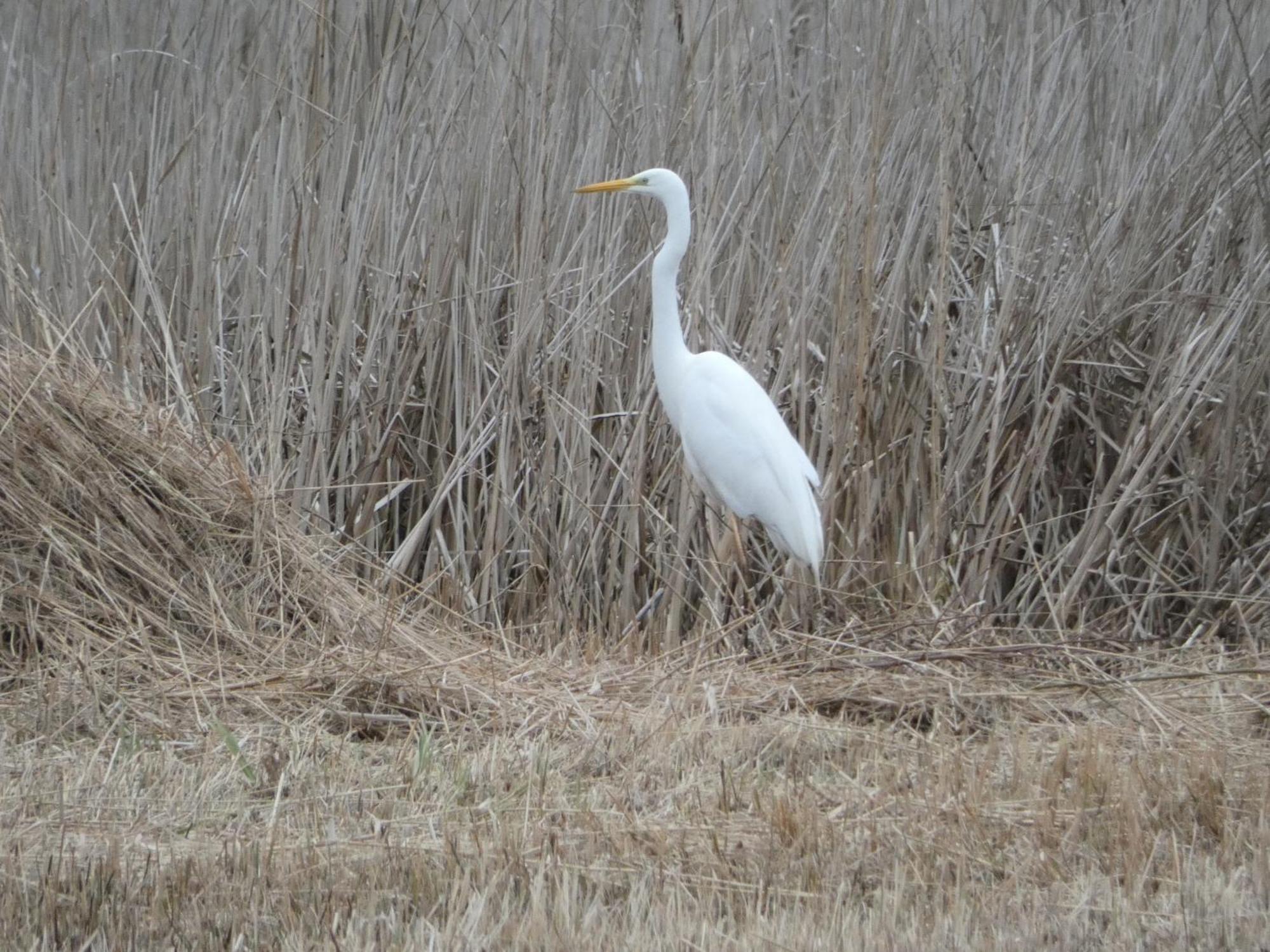 B&B De Zilverreiger Belt-Schutsloot Exterior foto